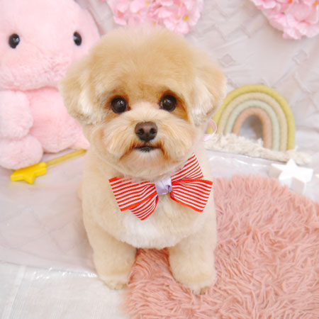 【池下店】2023年4月13日のワンちゃん達♪