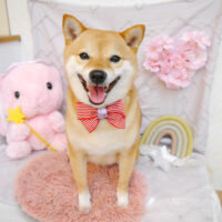 【池下店】2023年4月14日のワンちゃん達♪