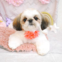 【池下店】2023年4月15日のワンちゃん達♪