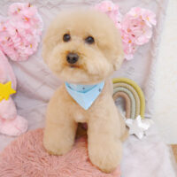 【池下店】2023年4月16日のワンちゃん達♪