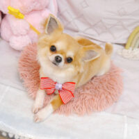 【池下店】2023年4月17日のワンちゃん達♪