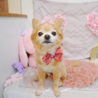 【池下店】2023年4月20日のワンちゃん達♪