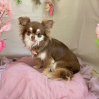 【本店】2023年4月20日のワンちゃん達♪