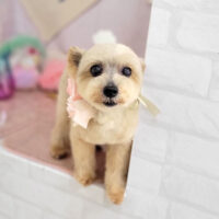 【本店】2023年5月22日のワンちゃん達♪