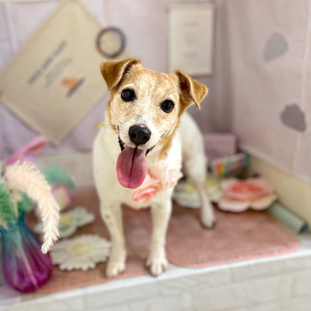 【本店】2023年5月20日のワンちゃん達♪