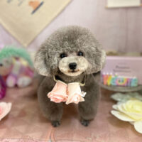 【本店】2023年5月27日のワンちゃん達♪