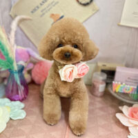 【本店】2023年5月7日のワンちゃん達♪