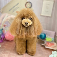 【本店】2023年5月13日のワンちゃん達♪