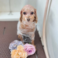 【本店】2023年5月15日のワンちゃん達♪