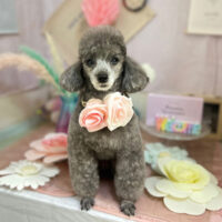 【本店】2023年5月19日のワンちゃん達♪