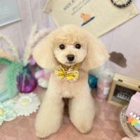 【本店】2023年5月25日のワンちゃん達♪