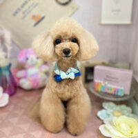 【本店】2023年5月26日のワンちゃん達♪