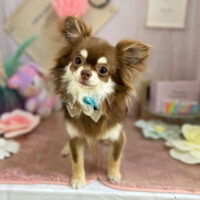 【本店】2023年5月18日のワンちゃん達♪