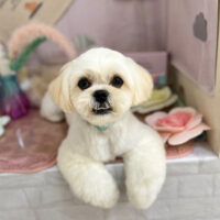 【本店】2023年5月21日のワンちゃん達♪