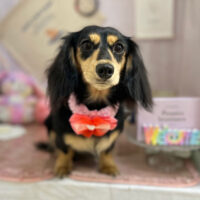 【本店】2023年5月29日のワンちゃん達♪