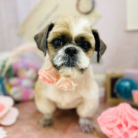 【本店】2023年5月31日のワンちゃん達♪