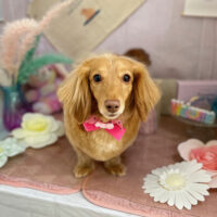 【本店】2023年5月1日のワンちゃん達♪