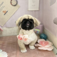 【本店】2023年5月5日のワンちゃん達♪