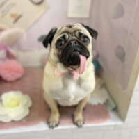 【本店】2023年5月11日のワンちゃん達♪