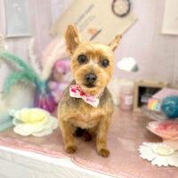 【本店】2023年5月8日のワンちゃん達♪