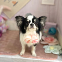 【本店】2023年5月12日のワンちゃん達♪