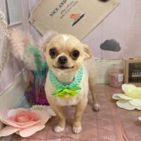 【本店】2023年5月28日のワンちゃん達♪