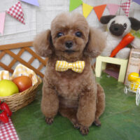 【山手店】2023年5月1日のワンちゃん達♪