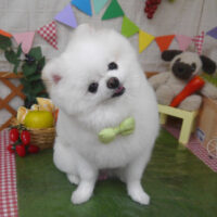 【山手店】2023年5月6日のワンちゃん達♪