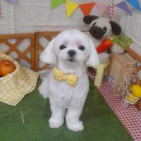 【山手店】2023年5月7日のワンちゃん達♪