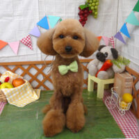 【山手店】2023年5月11日のワンちゃん達♪