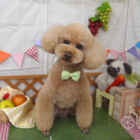 【山手店】2023年5月12日のワンちゃん達♪