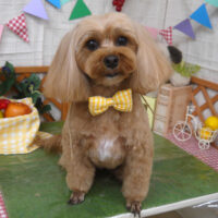 【山手店】2023年5月13日のワンちゃん達♪