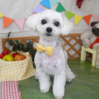 【山手店】2023年5月15日のワンちゃん達♪