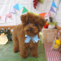 【山手店】2023年5月18日のワンちゃん達♪