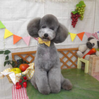 【山手店】2023年5月22日のワンちゃん達♪