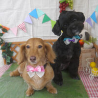 【山手店】2023年5月25日のワンちゃん達♪