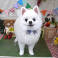 【山手店】2023年5月26日のワンちゃん達♪