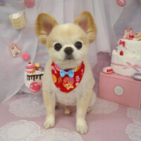 【山手店】2023年5月28日のワンちゃん達♪