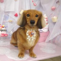 【山手店】2023年5月29日のワンちゃん達♪