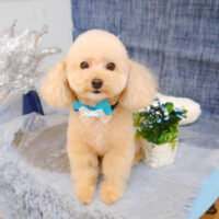 【池下店】2023年5月1日のワンちゃん達♪