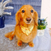 【池下店】2023年5月5日のワンちゃん達♪