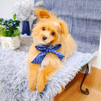 【池下店】2023年５月６日のワンちゃん達♪