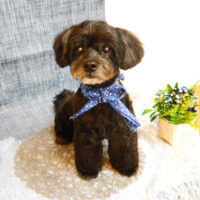 【池下店】2023年5月11日のワンちゃん達♪