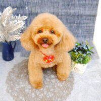 【池下店】2023年5月12日のワンちゃん達♪