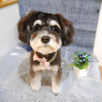 【池下店】2023年5月13日のワンちゃん達♪