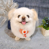 【池下店】2023年5月14日のワンちゃん達♪