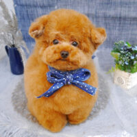 【池下店】2023年5月15日のワンちゃん達♪