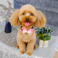 【池下店】2023年5月18日のワンちゃん達♪