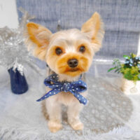 【池下店】2023年5月19日のワンちゃん達♪