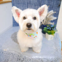 【池下店】2023年５月20日のワンちゃん達♪